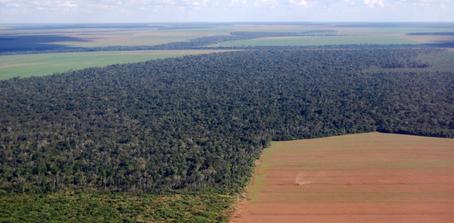 Brazil’s thriving soy market endangers its forests in addition to globally climate targets